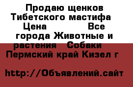 Продаю щенков Тибетского мастифа › Цена ­ 45 000 - Все города Животные и растения » Собаки   . Пермский край,Кизел г.